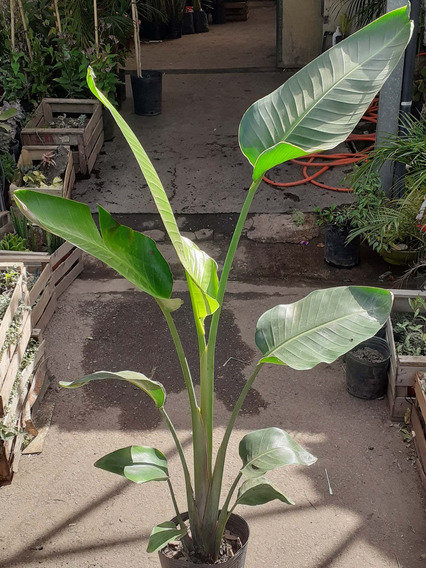 Strelitzia Gigante | MercadoLibre ?