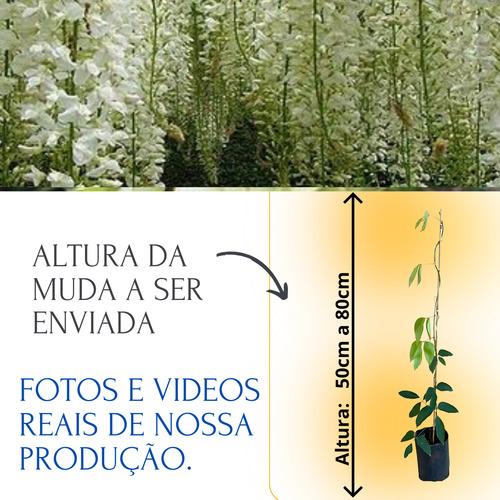 Kit 3-mudas De Jade Branca - Trepadeira Raríssima