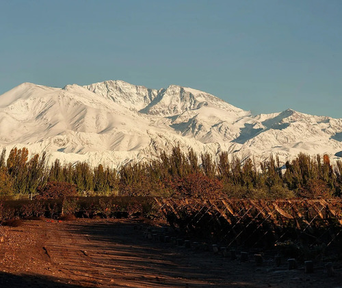 Vino Renacer R Malbec Renacer Luján De Cuyo Mendoza