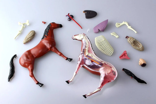 Caballo Modelo Anatómico Veterinaria 4d Vision Armable 26pzs