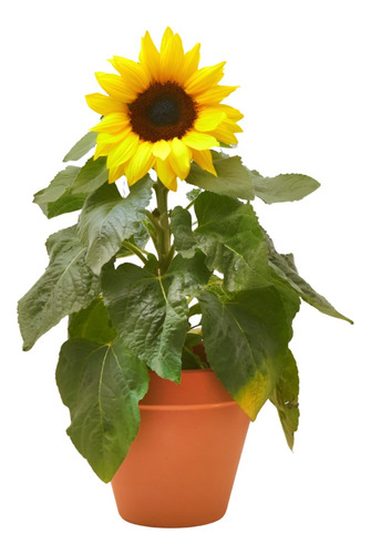 Planta Semilla Girasol