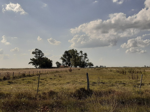 Imagen 7 de 21 de Campo Ganadero En Roque Perez Muy Bien Ubicado A 15 Km Del Asfalto