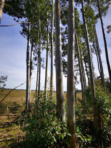 Campo Forestado De 64 Hectáreas En Minas. Excelentes Oportunidad De Inversión!!