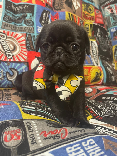 Lindíssimo Filhote Pug Black Preto