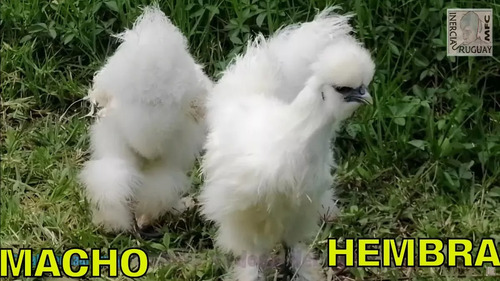 Pollos Y Gallo Silkies Sedosas Del Japon Gallina Hada Blanca