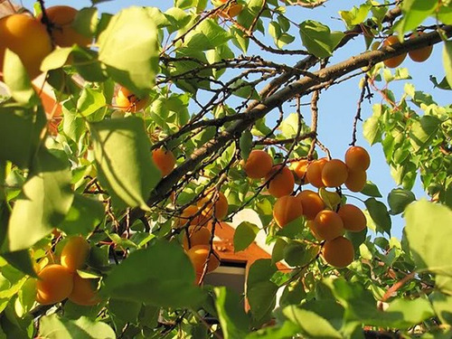Chabacano, Apricot, Albaricoque Real Enano Para Maceta