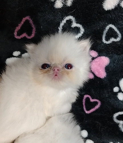 Gatitos Persa Pequeface Para Reservar En Guayaquil