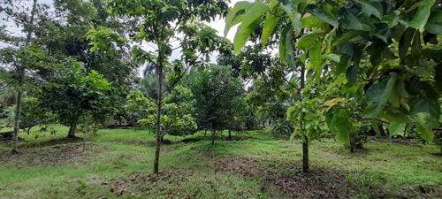 Imagen 2 de 11 de Vendo Finca El Carmen De Siquirres, Pueblo El Civil, Provincia De Limón