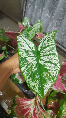 Kit 10 Caladium Branco (bulbos)