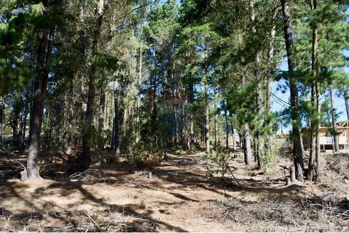 Excelente Parcela De 1 Hectárea En Laguna Verde