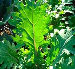 300 + Rojo Ruso Kale Seeds- Heirloom Variety- 2017 semillas