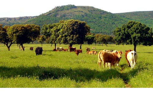 Imagen 5 de 10 de 550 Mzs Jinotega