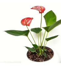 Comprar Anturio Rojo Planta Interior Con Maceta