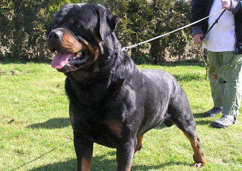 Rottweiler Cachorros Muy Lindos