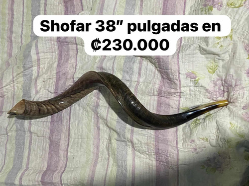 Shofar Instrumental De Procedencia Bíblica Tamaño 38 Pulgads