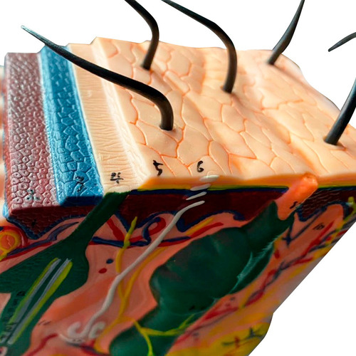 Modelo Textura Pele Humana Anatomia Epiderme Tecido Dérmico