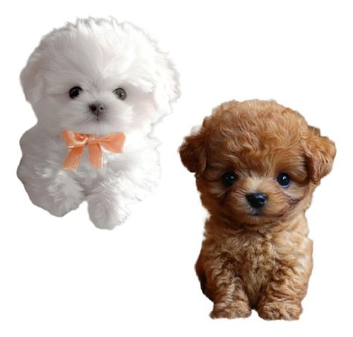 Juguete Electrónico De Peluche Para Perro Que Camina Y