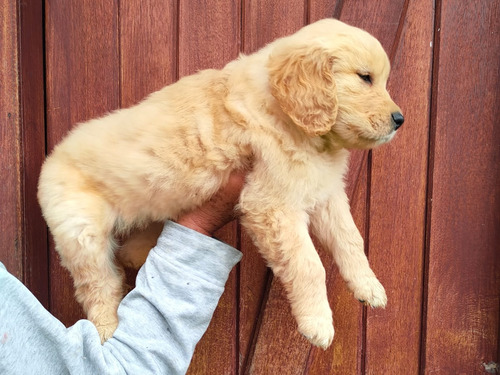 Golden Retriever Valor 200
