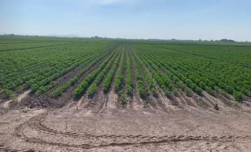 Terreno En Venta En Ejido Vega Larga En San Pedro, Coahuila