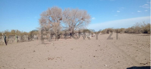 Vendo Campo -san Rafael- Mendoza Id:79633