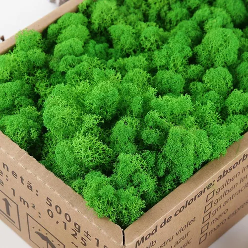 Fruit Green / 500g Decorative Moss Preserved Durable Natural