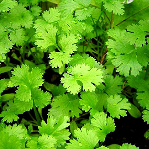 Semillas De Cilantro Coriandro Magnum Para Huerto De Hierbas