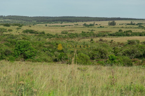 Campo De 86 Has Ganadero, Cuenta Con Tajamar Y Costa De Arroyo. Consulte!!!!!!- Ref: 2366
