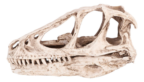 Modelo De Cráneo De Dinosaurio De Resina Simulado De Esquele
