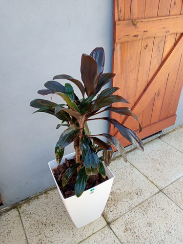 Dracena Rubra Interior Hermosa - Ent.gratis Caba Y Gba
