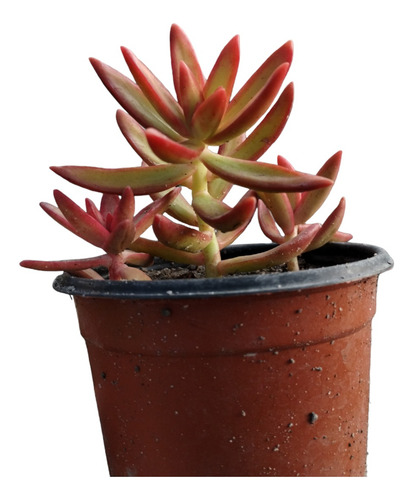 Suculenta Sedum Adolphii Firestorm ( Siempre Vivas )