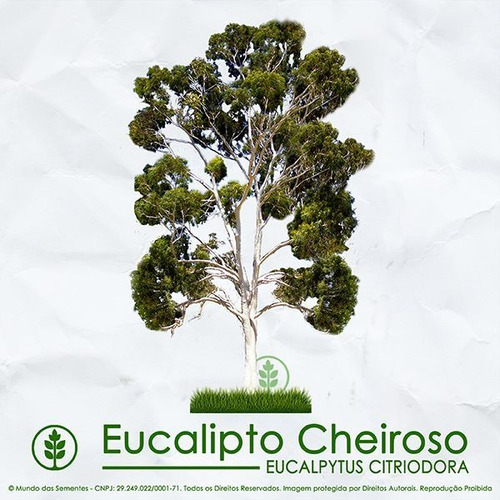 100 Sementes Eucalipto Limão Cheiroso Eucalyptus Citriodora