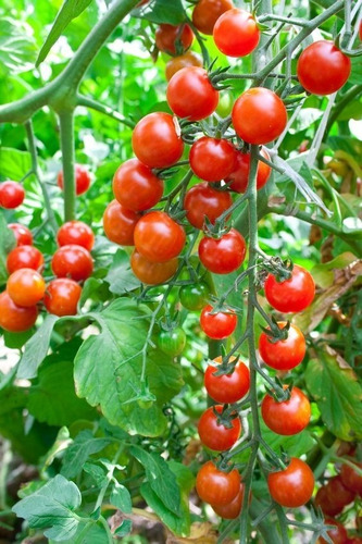 Semillas - Tomate Cherry