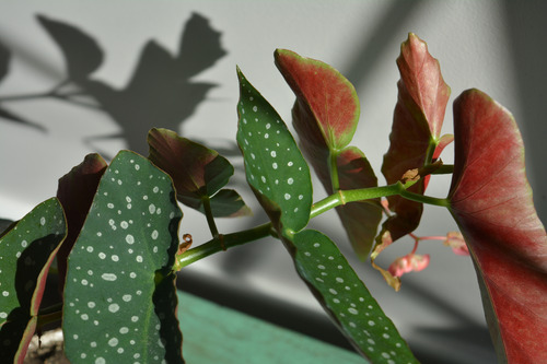 Begonia Ornamental 30 Cm - Planta Decorativa