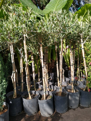 Olivo (olea Europea) En 10 Litros. Certificados