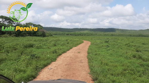 Imagem 10 de 15 de Fazenda À Venda Em Grajaú - Ma - 1.500 Hectares (dupla Aptidão) - 2114