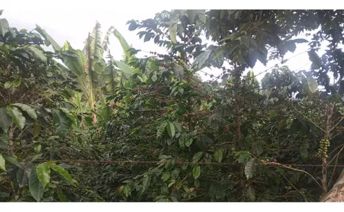 Se Vende Finca En Chaguala - Salento