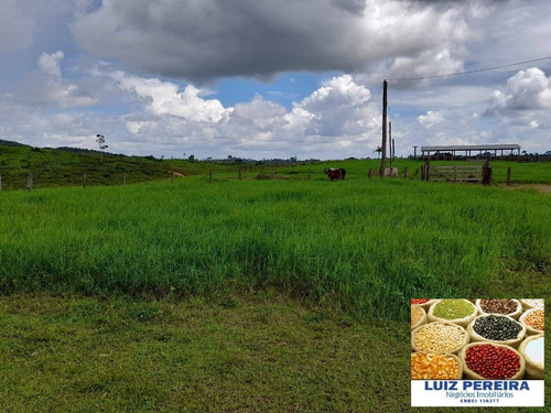 Imagem 7 de 14 de Fazenda À Venda Em Anapu - Pa - De 400 Alqueirões (pecuária) - 1661