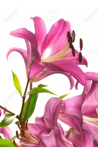 Bulbo De Calas Dalias Gladiolos Margarita Lilium Orquídeas