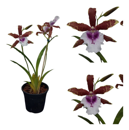 Orquídea Miltonia Candida - Adultas Raras Especie Variação