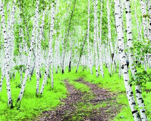 Abedul (betula Alba )