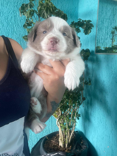 Border Collie Com Pedigree Cbkc