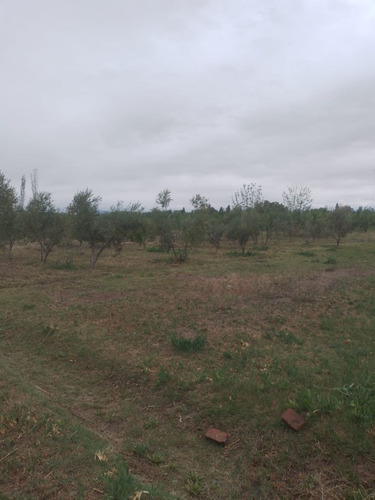 ¡oportunidad! Finca 5 Has Ciruelos Rama Caída, San Rafael