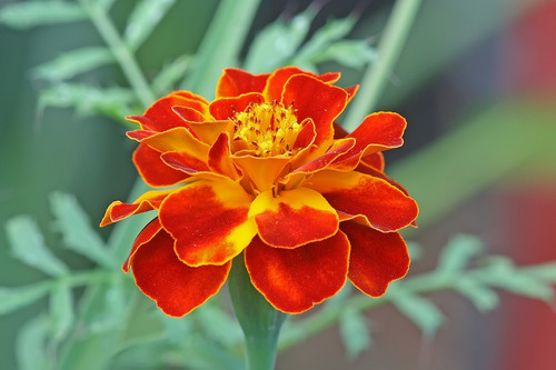 20 Sementes Flor Cravo De Defunto Tagetes Patula Medicinal | MercadoLivre