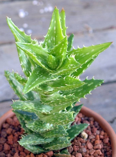Aloe Juvenna (aloe Dente De Tigre) Com 8cm C/raiz