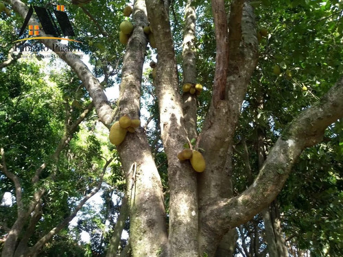 Imagem 9 de 15 de Chácara Para Venda Em Serra Negra, Zona Rural, 7 Dormitórios, 3 Banheiros - 142_1-2438692