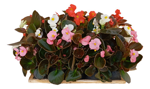 Kit 20 Mudas Begonia Cerosa - Folha Bronze - Cores Sortidas