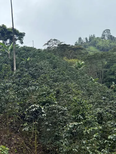 Hermosísima Finca Para Inversión