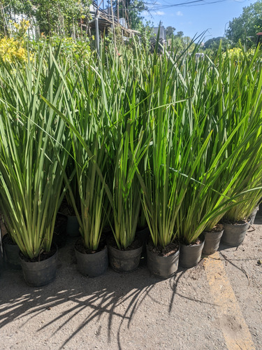 Dietes Brasilero - Planta Pleno Sol - Excelente Tamaño - 5lt