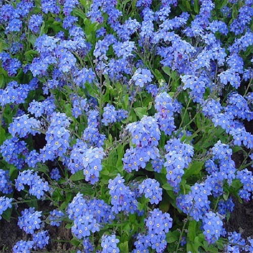 100 Sementes Flor Miosótis Cor Azul
