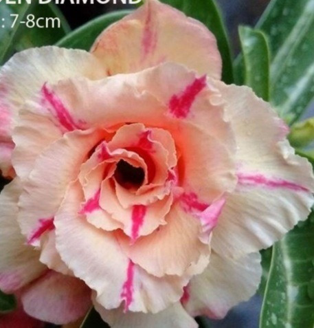 Imagem 5 de 10 de Semente Rosa Do Deserto Mix Cores 100 Adenium Frete Grátis